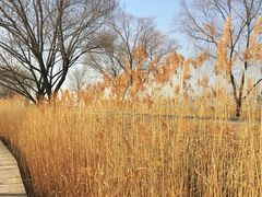 -野鸭湖国家湿地公园