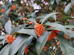 -蓉城小厨·四川味道(浙港国际店)