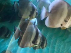 -瑞德姆美人鱼海底演艺主题餐厅(亚龙湾店)