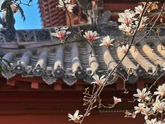 -长春观