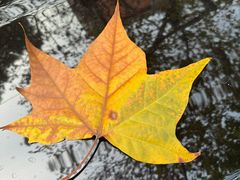 -滇香肴·云南菜蒸汽石锅鱼(云南北路店)