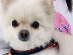 -瑞鹏宠物医院犬猫全科(真大分院)