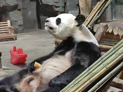 -栾川竹海野生动物园