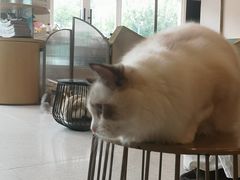 -飞行喵MR PILOT|猫舍·猫咖(静安大融城店)