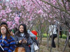 -天适樱花悠乐园