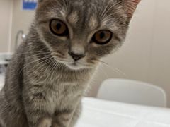 -安安宠医·臻爱宠物医院·宠保定点(营门口路分院)