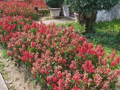 -广东花都香草世界旅游度假区