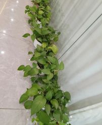 -玛尼瑜伽·普拉提