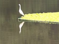 -重庆彩云湖湿地公园