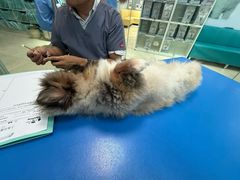 -瑞派申生动物医院·24H夜诊·国际动物医疗中心·骨外科(吴中路店)