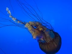 -太平洋海底世界