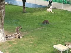 -西霞口神雕山野生动物世界