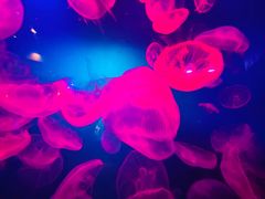 -迪拜水族馆及水下动物园