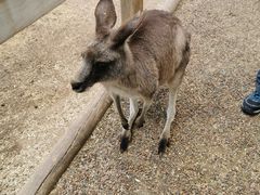 -费瑟代尔野生动物园