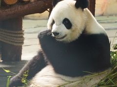 -泉州海丝野生动物世界