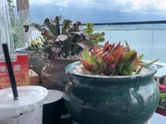 -野菌皇海景野生菌火锅(滨海大道店)