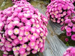 -中国天府农业博览园