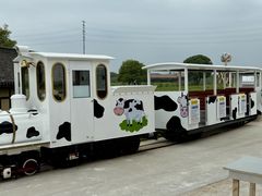 -杭州湾海上花田景区