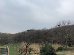 -羊山湖公园