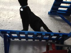 iphone_upload_pic-Sirena海妖日咖夜酒