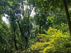 -上海佘山国家森林公园天马山园