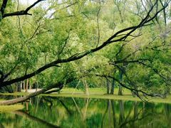 -上海共青森林公园