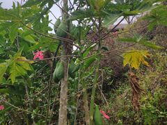 -优游吧斯邹族文化部落