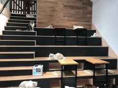 -瞄一喵猫咖(格力海岸店)