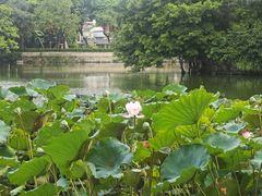 -荔湾湖公园