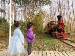 -合肥滨湖国家森林公园