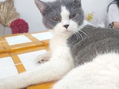 -宠物星动物医院·眼科·异宠·猫科(江南大道总院)