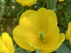 -洛阳郁金香牡丹园