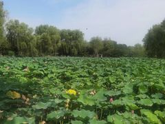 -西安浐灞国家湿地公园
