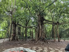 -中国科学院西双版纳热带植物园