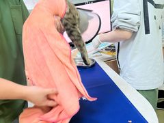 -瑞鹏宠物医院·夜间急症·心超·猫科(祖庙分店)