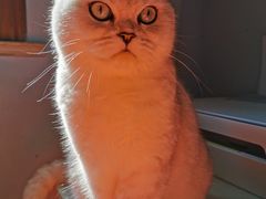 -十年猫舍·猫咪专门店(普陀店)