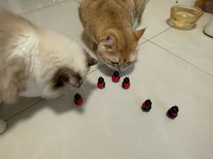 -猫十亿·布偶金渐层·曼基康矮脚猫舍(青年路店)
