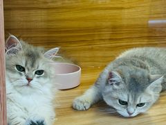 -猫十亿·布偶金渐层·曼基康矮脚猫舍(青年路店)