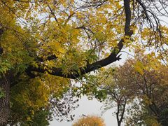 -金凤成祥(西罗园店)