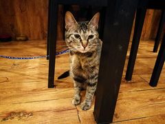 店内小猫-川魂帽牌货冒菜(水晶郦城店)