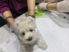 -宠爱国际动物医院·消化内科·心肾内科·ISFM猫友好(望京店)