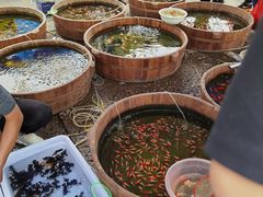 -中环花鸟鱼虫市场