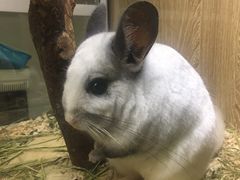 -藦茜花园宠物主题亲子互动体验馆(国顺东路店)