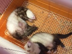 -藦茜花园宠物主题亲子互动体验馆(国顺东路店)