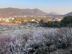 -香雪海