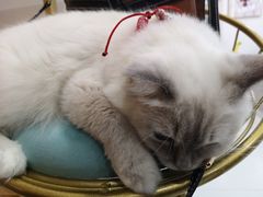 -糯米喵星人·撸猫猫舍咖啡馆(西市场嘉华店)