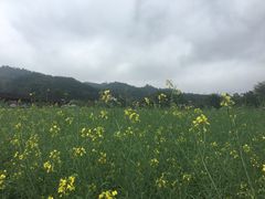 -红山村