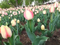 -长春公园(普阳街道)