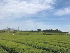 -雪绿茶博物馆