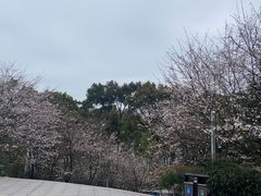 -南山植物园